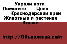 Украли кота!!! Помогите!!! › Цена ­ 100 000 - Краснодарский край Животные и растения » Кошки   